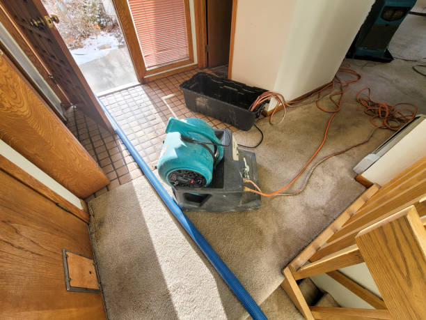 Best Mold removal after water damage  in Waterloo, NE
